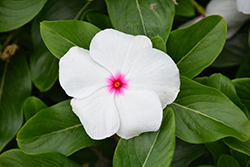 Blockbuster Peppermint Vinca (Catharanthus roseus 'Blockbuster Peppermint') at Lakeshore Garden Centres