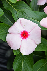 Blockbuster Apricot Vinca (Catharanthus roseus 'Blockbuster Apricot') at Lakeshore Garden Centres