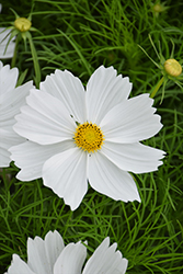 Apollo White Cosmos (Cosmos 'Apollo White') at Lakeshore Garden Centres