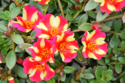 ColorBlast Watermelon Punch Portulaca (Portulaca 'LAZPRT1604') at Lakeshore Garden Centres