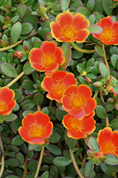 ColorBlast Rum Punch Portulaca (Portulaca 'Wespocoblrupu') at Lakeshore Garden Centres