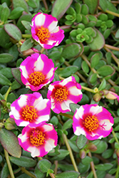 ColorBlast Pink Lady Portulaca (Portulaca 'LAZZDU1707') at Lakeshore Garden Centres