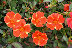 ColorBlast Mango Mojito Portulaca (Portulaca 'LAZPRT1609') at Lakeshore Garden Centres