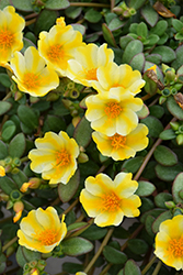 ColorBlast Lemon Twist Portulaca (Portulaca 'LAZPRT1607') at Lakeshore Garden Centres