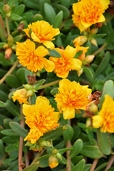 ColorBlast Double Yellow Portulaca (Portulaca 'LAZPRT1502') at Lakeshore Garden Centres