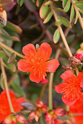 ColorBlast Double Scarlet Portulaca (Portulaca 'LAZPRT1507') at Lakeshore Garden Centres