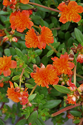 ColorBlast Double Orange Portulaca (Portulaca 'LAZPRT1505') at Lakeshore Garden Centres