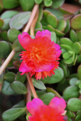 ColorBlast Double Magenta Portulaca (Portulaca 'LAZPRT1508') at Lakeshore Garden Centres