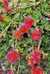 ColorBlast Double Magenta Portulaca (Portulaca 'LAZPRT1508') at Lakeshore Garden Centres