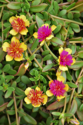 ColorBlast Double Guava Portulaca (Portulaca 'Wespocobldogu') at Lakeshore Garden Centres