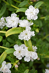 ColorBlast Double Coconut Portulaca (Portulaca 'Wespocobldoco') at Lakeshore Garden Centres