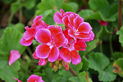 Tango Deep Rose with Eye Geranium (Pelargonium 'Tango Deep Rose with Eye') at Lakeshore Garden Centres