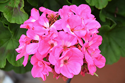 Moxie! Pink Geranium (Pelargonium 'Moxie! Pink') at Lakeshore Garden Centres
