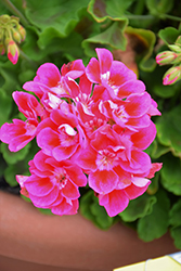 Moxie! Rose Mega Splash Geranium (Pelargonium 'Moxie! Rose Mega Splash') at Lakeshore Garden Centres