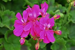 Moxie! Deep Rose Geranium (Pelargonium 'Moxie! Deep Rose') at Lakeshore Garden Centres