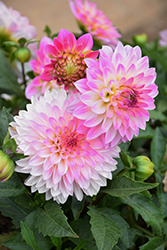 Grandalia Pink Ice Dahlia (Dahlia 'Grandalia Pink Ice') at Lakeshore Garden Centres