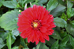 Grandalia Fire Dahlia (Dahlia 'Grandalia Fire') at Lakeshore Garden Centres