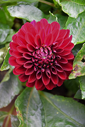 Grandalia Burgundy Dahlia (Dahlia 'Grandalia Burgundy') at Lakeshore Garden Centres