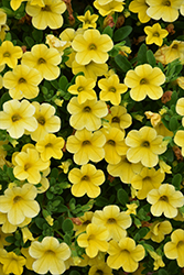 Cabrio Yellow Calibrachoa (Calibrachoa 'Cabrio Yellow') at Lakeshore Garden Centres