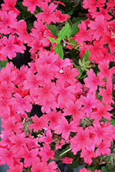 Superbena Coral Red Verbena (Verbena 'AKIV98-01') at Lakeshore Garden Centres