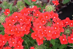 Superbena Scarlet Star Verbena (Verbena 'RIKAV44501') at Lakeshore Garden Centres
