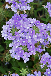 Lanai Blue Eyes Verbena (Verbena 'Lanai Blue Eyes') at Lakeshore Garden Centres