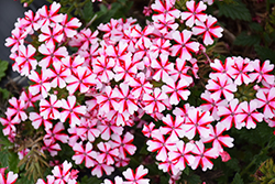 Lanai Candy Cane Verbena (Verbena 'Lanai Candy Cane') at Lakeshore Garden Centres