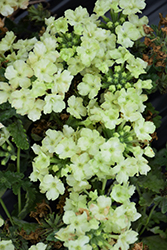 Lanai Compact Lime Green Verbena (Verbena 'Lanai Compact Lime Green') at Lakeshore Garden Centres