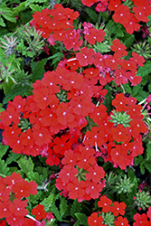 Lanai Compact Scarlet Verbena (Verbena 'Lanai Compact Scarlet') at Lakeshore Garden Centres