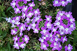 Lanai Compact Twister Purple Verbena (Verbena 'Lanai Compact Twister Purple') at Lakeshore Garden Centres