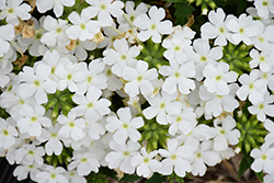 Lanai Compact White Verbena (Verbena 'Lanai Compact White') at Lakeshore Garden Centres