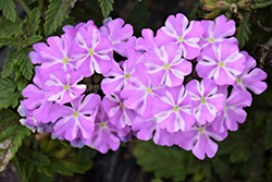 Lanai Lavender Star Verbena (Verbena 'Lanai Lavender Star') at Lakeshore Garden Centres