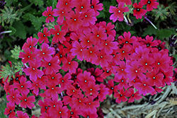 Lanai Magenta Verbena (Verbena 'Lanai Magenta') at Lakeshore Garden Centres