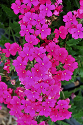 Lanai Neon Rose Verbena (Verbena 'Lanai Neon Rose') at Lakeshore Garden Centres