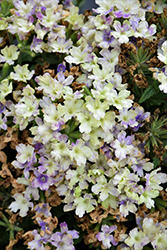 Lanai Upright Limoncello Verbena (Verbena 'Lanai Upright Limoncello') at Lakeshore Garden Centres