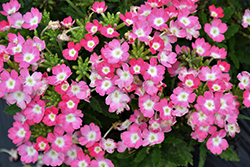 Lanai Upright Pink with Eye Verbena (Verbena 'Lanai Upright Pink with Eye') at Lakeshore Garden Centres