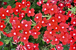 Lanai Upright Red with Eye Verbena (Verbena 'Lanai Upright Red with Eye') at Lakeshore Garden Centres
