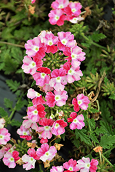 Lanai Upright Twister Red Verbena (Verbena 'Lanai Upright Twister Red') at Lakeshore Garden Centres