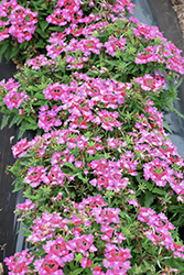 Lanai Upright Twister Rose Verbena (Verbena 'Lanai Upright Twister Rose') at Lakeshore Garden Centres