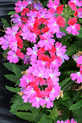 Lanai Upright Twister Rose Verbena (Verbena 'Lanai Upright Twister Rose') at Lakeshore Garden Centres