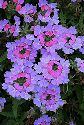 Lanai Upright Twister Watercolor Verbena (Verbena 'Lanai Upright Twister Watercolor') at Lakeshore Garden Centres