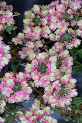 Lanai Vintage Verbena (Verbena 'Lanai Vintage') at Lakeshore Garden Centres