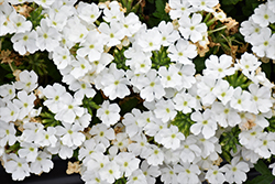 Lanai White Verbena (Verbena 'Lanai White') at Lakeshore Garden Centres