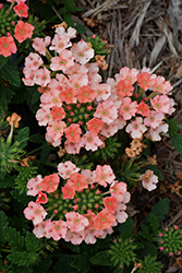Estrella Peach Verbena (Verbena 'Estrella Peach') at Lakeshore Garden Centres