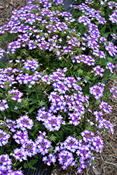 Hurricane Blue Verbena (Verbena 'Wesverhubl') at Lakeshore Garden Centres