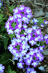Hurricane Blue Verbena (Verbena 'Wesverhubl') at Lakeshore Garden Centres