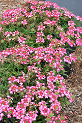 Hurricane Hot Pink Verbena (Verbena 'Hurricane Hot Pink') at Lakeshore Garden Centres