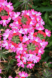 Hurricane Hot Pink Verbena (Verbena 'Hurricane Hot Pink') at Lakeshore Garden Centres