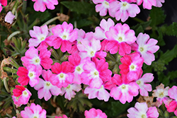 Hurricane Pink Verbena (Verbena 'Wesverhupi') at Lakeshore Garden Centres