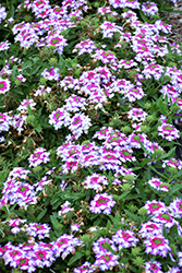Hurricane Purple Blue Verbena (Verbena 'Wesverhupubl') at Lakeshore Garden Centres